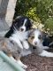 Australian Shepherd Puppies for sale in Clarksburg, MD 20871, USA. price: $1,000