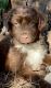 Australian Shepherd Puppies for sale in Conroe, TX, USA. price: $900