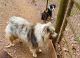 Australian Shepherd Puppies for sale in Salisbury, NC, USA. price: NA