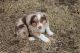 Australian Shepherd Puppies for sale in Belmond, IA 50421, USA. price: $750