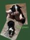 Australian Shepherd Puppies for sale in Silver Springs, FL, USA. price: $900