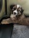 Australian Shepherd Puppies for sale in Hopkinton, MA, USA. price: $2,500