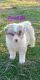 Australian Shepherd Puppies for sale in Muskogee, OK, USA. price: $450