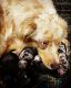 Australian Shepherd Puppies for sale in Loganville, GA 30052, USA. price: NA
