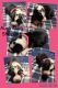 Australian Shepherd Puppies for sale in Silver Springs, FL, USA. price: $900