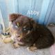 Australian Shepherd Puppies for sale in Terrell, TX, USA. price: $1,000