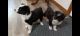Australian Shepherd Puppies for sale in Morton, TX 79346, USA. price: NA