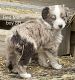 Australian Shepherd Puppies for sale in Ada, OH 45810, USA. price: $500