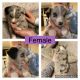 Australian Shepherd Puppies for sale in Bonne Terre, MO 63628, USA. price: $500