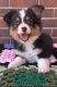 Australian Shepherd Puppies for sale in Rogers, AR, USA. price: $650