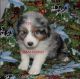 Australian Shepherd Puppies for sale in Brown City, MI 48416, USA. price: $1,200