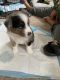 Australian Shepherd Puppies for sale in Erlanger, KY, USA. price: NA