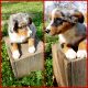 Australian Shepherd Puppies for sale in Marlow, OK 73055, USA. price: $1,200