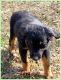 Australian Shepherd Puppies for sale in Marlow, OK 73055, USA. price: $300