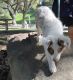 Australian Shepherd Puppies