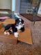Australian Shepherd Puppies for sale in Florence, KY, USA. price: $500