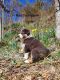 Australian Shepherd Puppies for sale in Oran, MO 63771, USA. price: $800