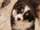 Australian Shepherd Puppies for sale in 8952 Shabbona Grove Rd, Waterman, IL 60556, USA. price: NA