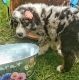 Australian Shepherd Puppies for sale in Sioux Falls, SD, USA. price: NA