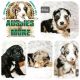 Australian Shepherd Puppies for sale in Terrell, TX, USA. price: $850