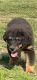 Australian Shepherd Puppies for sale in Gainesville, TX 76240, USA. price: $35,000