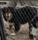 Australian Shepherd Puppies for sale in Gainesville, TX 76240, USA. price: $40,000