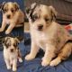 Australian Shepherd Puppies for sale in Apple Valley, CA 92308, USA. price: NA