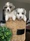 Australian Shepherd Puppies for sale in Fontana, CA 92336, USA. price: $1,100