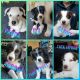 Australian Shepherd Puppies for sale in Wilder, ID 83676, USA. price: $650