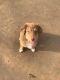 Australian Shepherd Puppies for sale in Hackensack, NJ, USA. price: $70,000