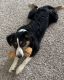 Australian Shepherd Puppies for sale in Johnstown, OH 43031, USA. price: NA