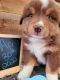 Australian Shepherd Puppies for sale in Lewis, IN 47858, USA. price: NA