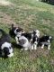 Australian Shepherd Puppies for sale in Cardwell, MT 59721, USA. price: $500