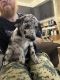 Australian Shepherd Puppies for sale in Rexburg, ID, USA. price: $800