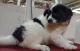 Australian Shepherd Puppies for sale in Campbell, MN 56522, USA. price: NA