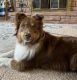 Australian Shepherd Puppies for sale in Boise, ID, USA. price: $400