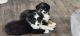 Australian Shepherd Puppies for sale in Davenport, WA 99122, USA. price: $850