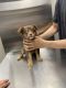 Australian Shepherd Puppies for sale in Belpre, OH 45714, USA. price: $300