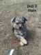 Australian Shepherd Puppies for sale in Verndale, MN 56481, USA. price: $700