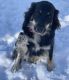 Australian Shepherd Puppies for sale in St. Charles, IL, USA. price: NA