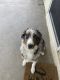 Australian Shepherd Puppies for sale in Victorville, CA, USA. price: NA