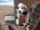 Australian Shepherd Puppies for sale in Willcox, AZ 85643, USA. price: NA
