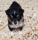 Australian Shepherd Puppies for sale in Wadena, MN 56482, USA. price: $65,000