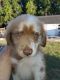 Australian Shepherd Puppies for sale in Tampa, FL, USA. price: $1,700