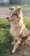 Australian Shepherd Puppies for sale in New Richmond, OH 45157, USA. price: NA