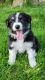 Australian Shepherd Puppies for sale in Lassellsville, NY 13452, USA. price: $850