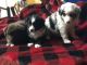 Australian Shepherd Puppies for sale in Island Pond, Brighton, VT 05846, USA. price: $1,200