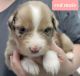Australian Shepherd Puppies for sale in Arbela, MO 63432, USA. price: NA