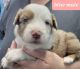 Australian Shepherd Puppies for sale in Arbela, MO 63432, USA. price: $800
