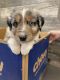 Australian Shepherd Puppies for sale in North Canton, OH, USA. price: $750